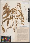 Foto von Salix excelsa S. G. Gmel.